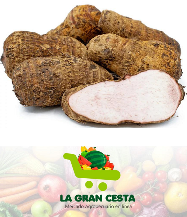 Malanga (10 lb / 4.6 kg)