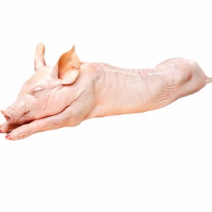 Cerdo entero y fresco de 58 a 60 libras
