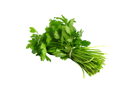 Cilantro (mazo)